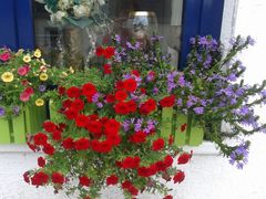 Bl&uuml;tenpracht im Balkonkasten