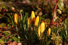 Hyazinthe, Krokus und Tulpe