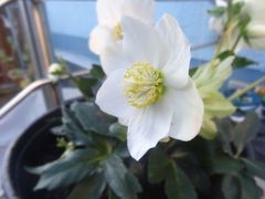 Weg mit dem alten Laub