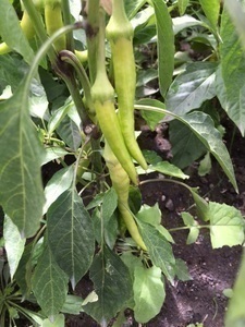 Hei&szlig;, hei&szlig;er, Chili