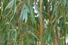 Vorsicht beim Bambus!