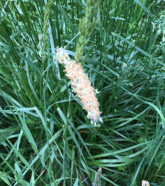 Fr&uuml;hstart f&uuml;r Wiesen-Kn&auml;uelgras & Co.